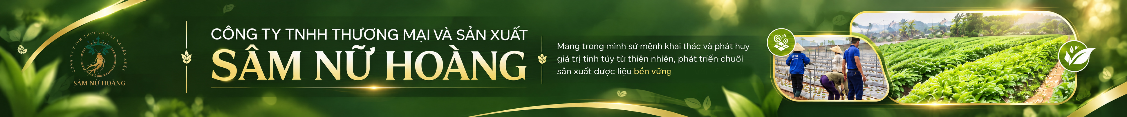 Sâm nữa hoàng đà nẵng